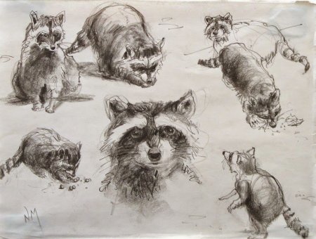 Тональные зарисовки животных