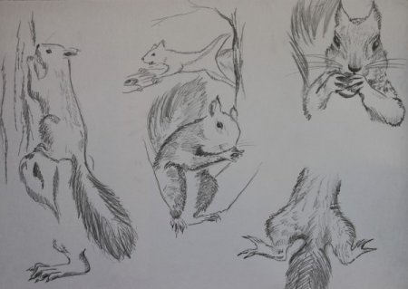 Наброски животных и птиц