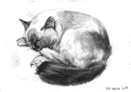 Зарисовки животных мягким материалом