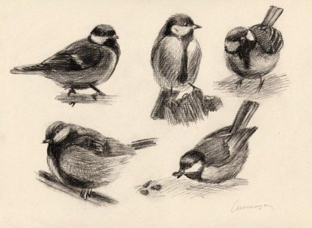 Зарисовки птиц