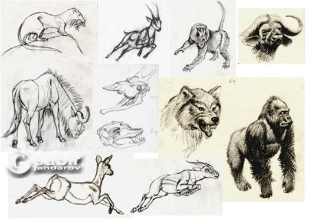 Рисунки животных с натуры