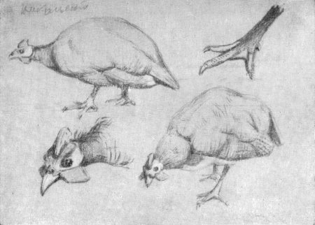 Наброски животных птиц в движении