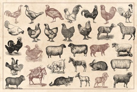 Животные фермы паттерн