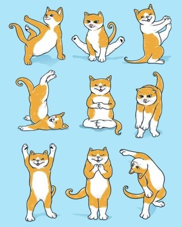 Котики в разных позах