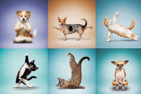 Позы животных