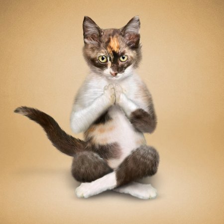 Йога котики