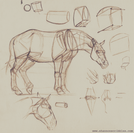 Лошадь референс анатомия