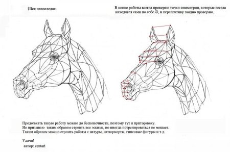 Анатомия лошади для рисования