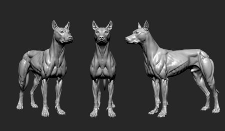 Олень референс спереди