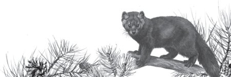 Баргузинский Соболь рисунок