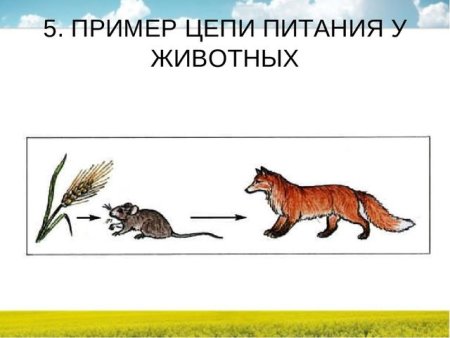 Цепи питания 3 класс окружающий мир примеры