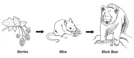 Пищевая цепь раскраска