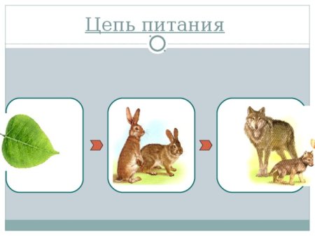 Составление цепи питания 3 класс