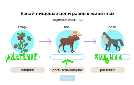 Цепи питания животных