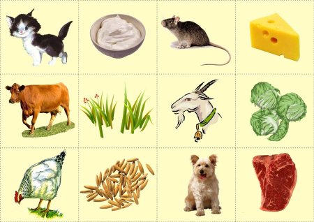 Еда для домашних животных