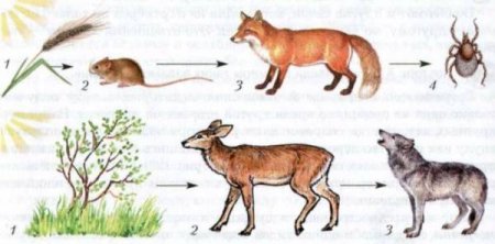 Хищники цепь питания цепь цепь питания