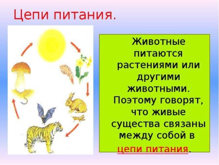 Проект пищевая цепочка 3 класс окружающий мир