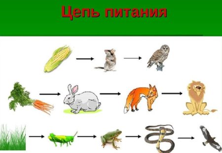 Окружающий мир 3 кл цепи питания