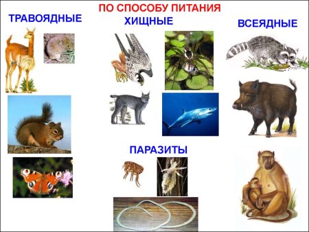 Хищники травоядные и всеядные животные