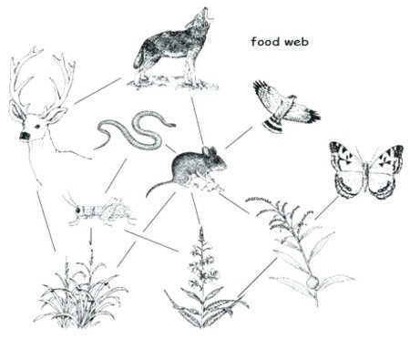 Пищевая цепь