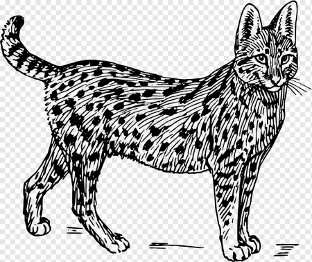 Рисунки диких кошек