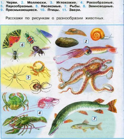 Окружающий мир 3 класс рабочая тетрадь 1 часть Плешаков мир животных