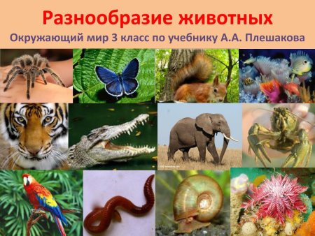 Разнообразие зверей