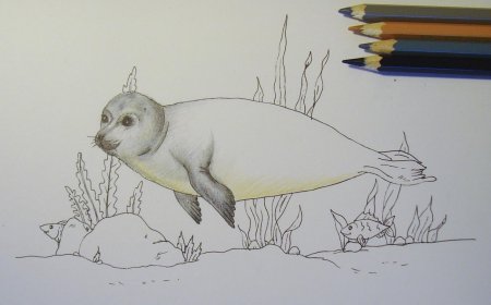 Тюлень карандашом