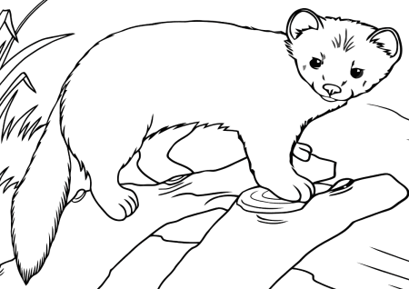 Соболь раскраска