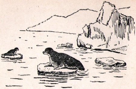 Байкал Нерпа пейзаж