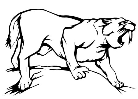 Саблезубый тигр раскраска для детей