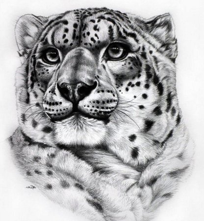 Снежный Барс эскиз