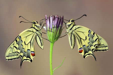 Асимметрия в природе