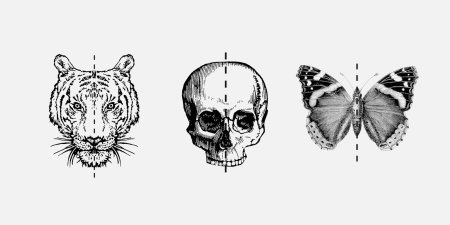 Симметричные рисунки животных