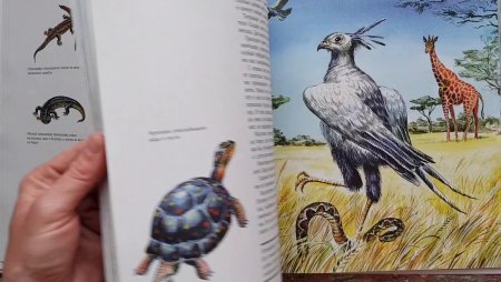 В.А.Ватагин Амурский тигр