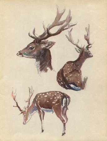 Этюды животных