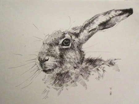 Наброски диких животных карандашом