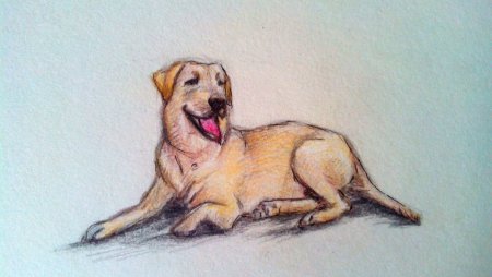 Aaron Blaise животные