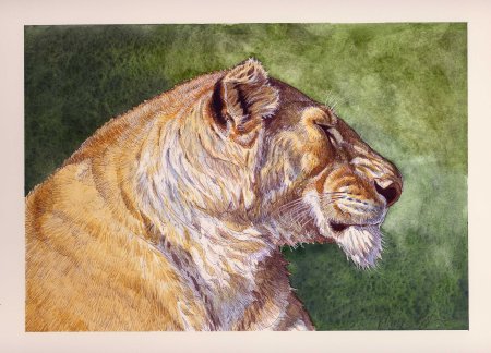 Котосовы анатомия