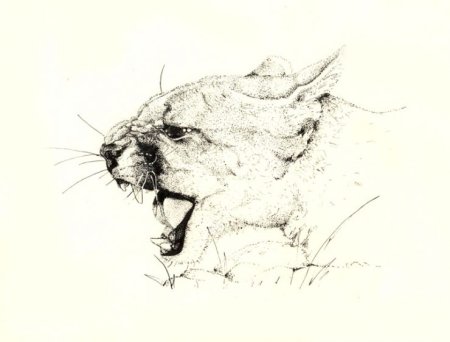 Академические зарисовки животных