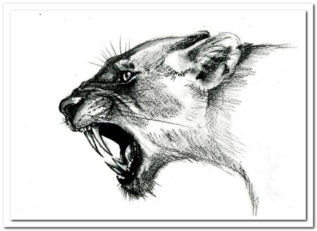 Анималистика Графика