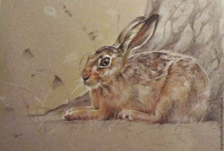 Анатомия гепарда