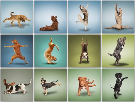 Животные в позе йоги