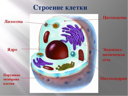 Модель клетки человека 5 класс биология