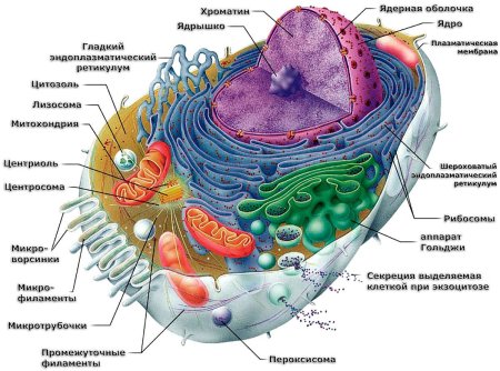 Строение эукариотической клетки животного