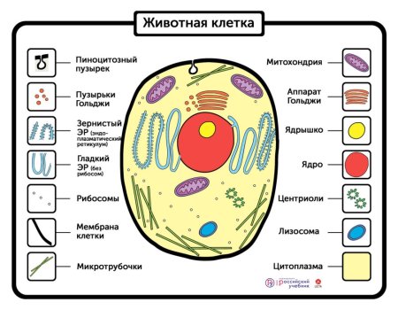 Модель животной клетки 5 класс биология
