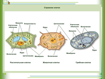 Строение растительной животной и грибной клетки