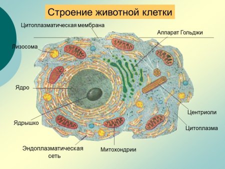 Строение органоидов животной клетки строение