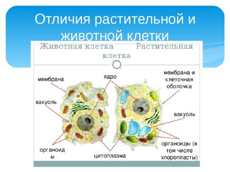 Органоиды растительной и животной клетки в чем различия
