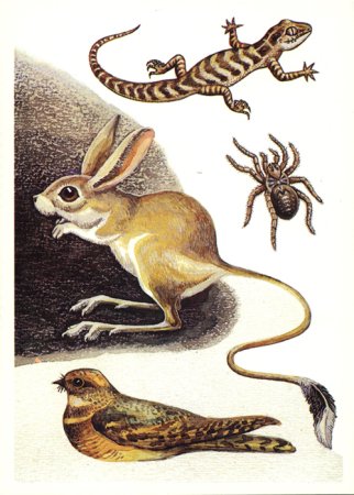 Обитатели пустыни